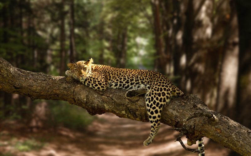 beautiful-shot-lazy-leopard-resting-tree-with-blurred-background